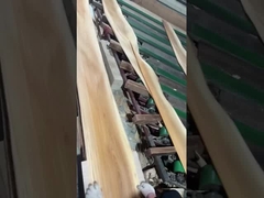エルム・ベネア・クラウン・カット