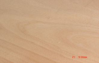 Okoume の自然で黄色いベニヤ、0.20 mm -回転式切口のベニヤ 0.60 mm の